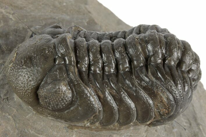 Detailed Austerops Trilobite - Ofaten, Morocco #197148